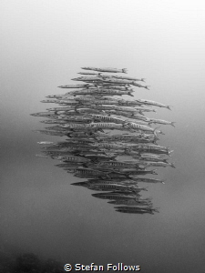 Entourage. Chevron Barracuda - Sphyraena qenie. Sail Rock... by Stefan Follows 
